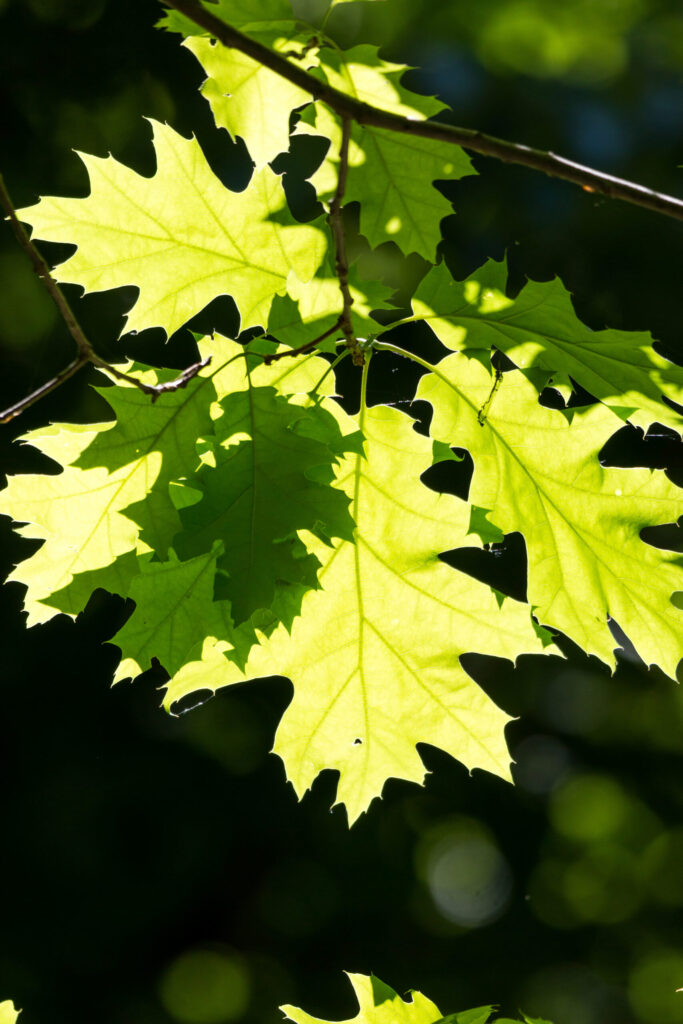 Rödek, Quercus rubra