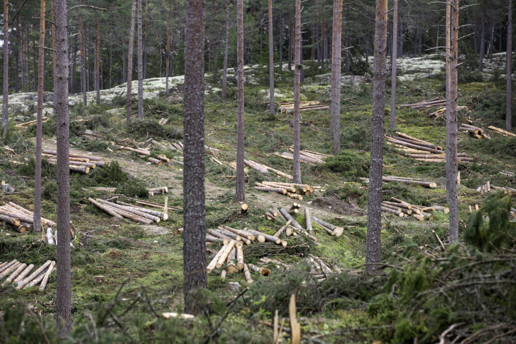 Skogsavverkning Foto: MostPhotos