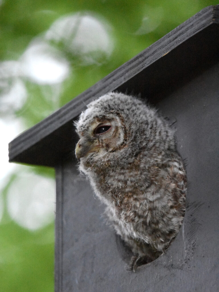 Kattuggla Foto: Naturskyddsföreningen Skåne