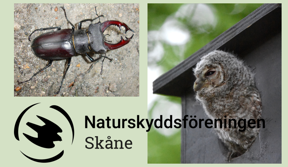 Ekoxe och kattuggla. Foto :Naturskyddsföreningen Skåne