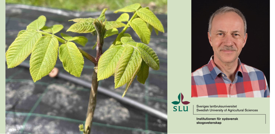 Jens Peter Skovsgaard, professor i skogsskötsel vid SLU. Bild på valnöt är från försöket. Foto: SLU