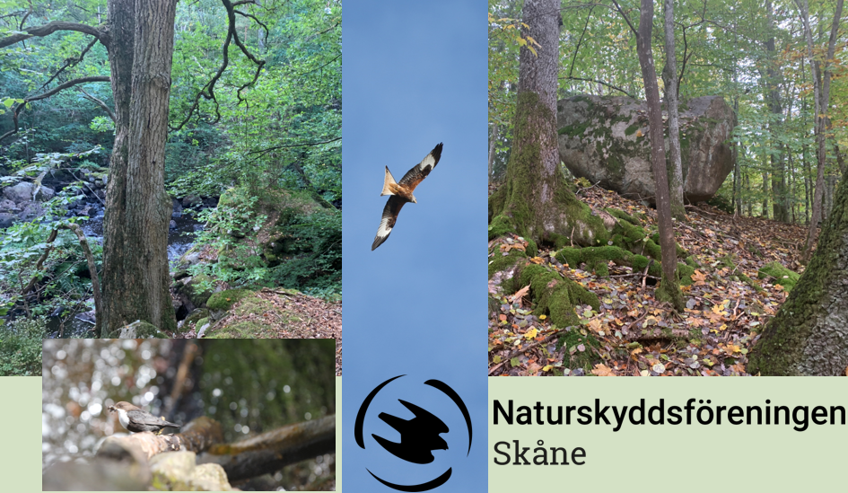 Kollage biologisk mångfald i Skåne