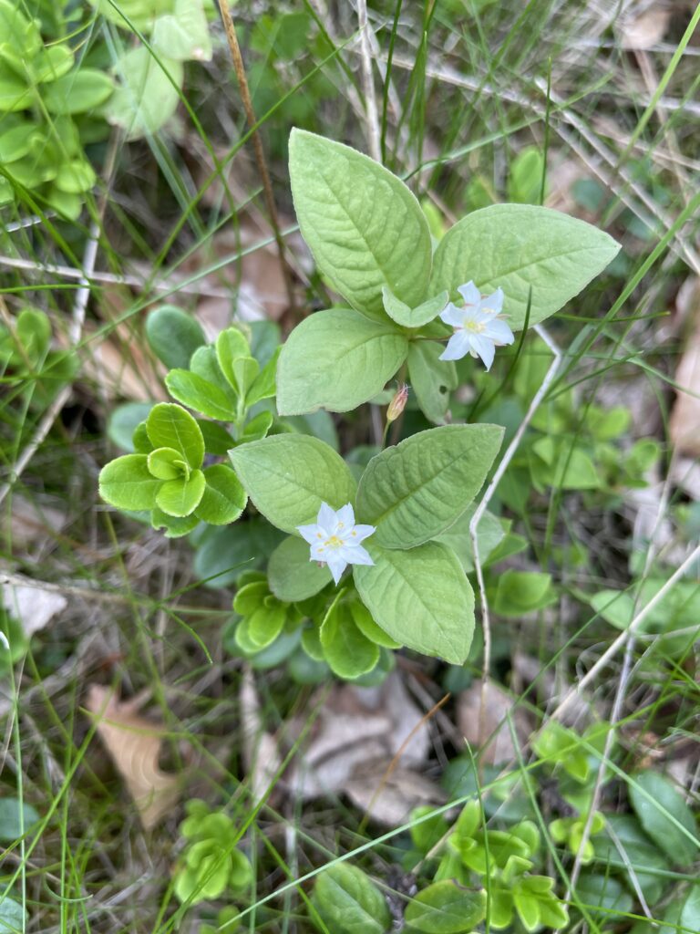 skogsstjärnblomma